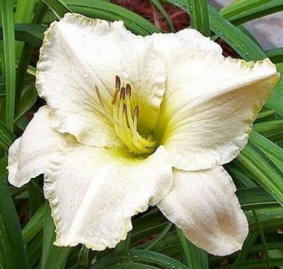 Spacecoast White Out1 upr